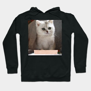 Saba cute cats Hoodie